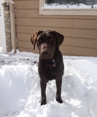 http://www.stateandlocaltax.com/assets_c/2015/11/Cooper in the snow-thumb-200x241-27544-thumb-200x241-27545-thumb-200x241-27552.jpg